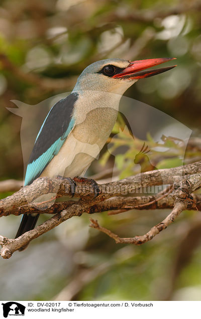 Senegalliest / woodland kingfisher / DV-02017