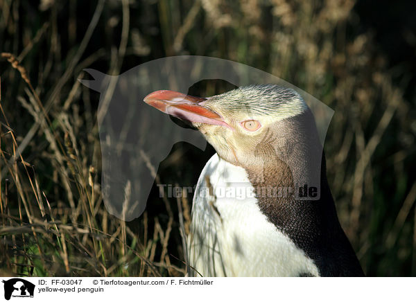 yellow-eyed penguin / FF-03047