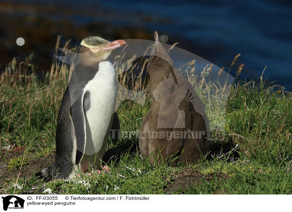 yellow-eyed penguins / FF-03055