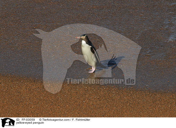 yellow-eyed penguin / FF-03059