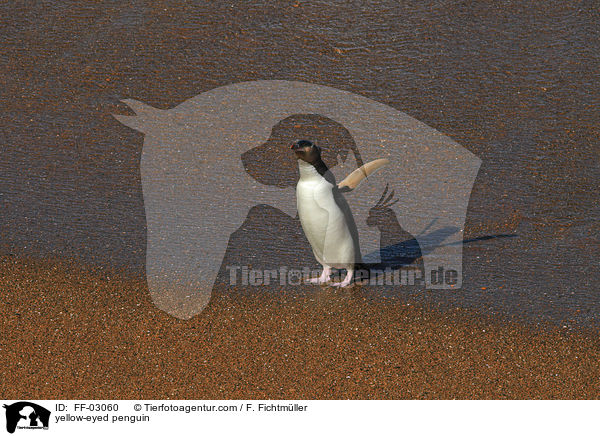 Gelbaugenpinguin / yellow-eyed penguin / FF-03060