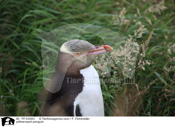 Gelbaugenpinguin / yellow-eyed penguin / FF-03083