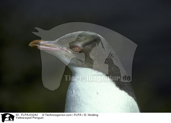 Gelbaugenpinguin / Yellow-eyed Penguin / FLPA-03242