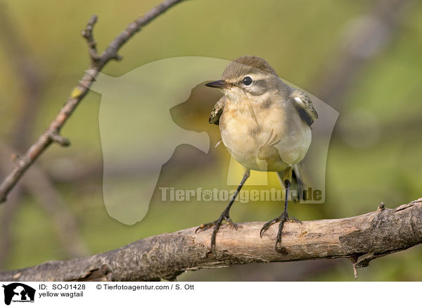 yellow wagtail / SO-01428