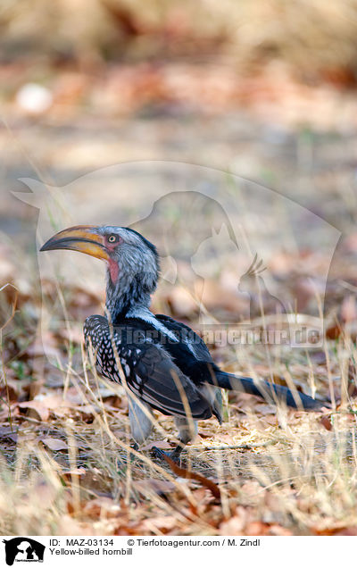 Gelbschnabeltoko / Yellow-billed hornbill / MAZ-03134