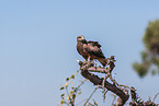 Yellow-billed Kite