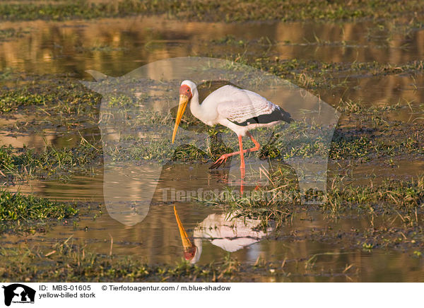 yellow-billed stork / MBS-01605