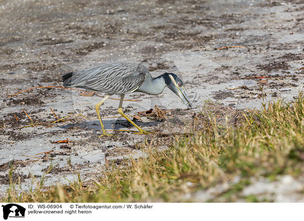 Krabbenreiher / yellow-crowned night heron / WS-06904