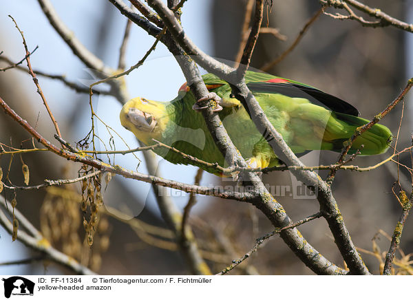 Gelbkopfamazone / yellow-headed amazon / FF-11384