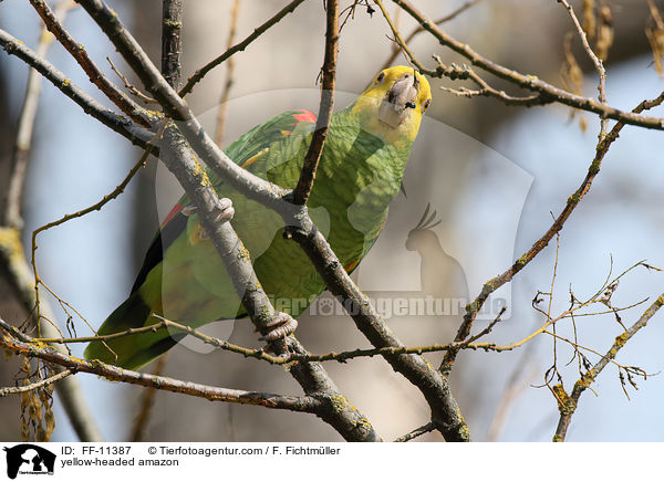 Gelbkopfamazone / yellow-headed amazon / FF-11387