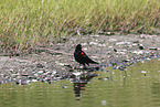 red-winged blackbird