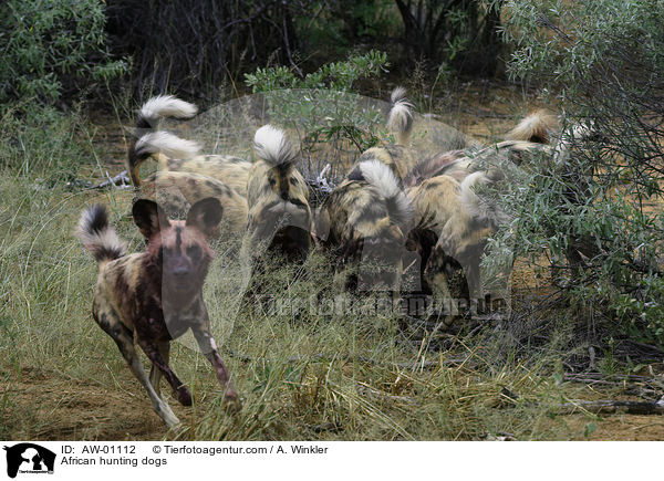 African hunting dogs / AW-01112