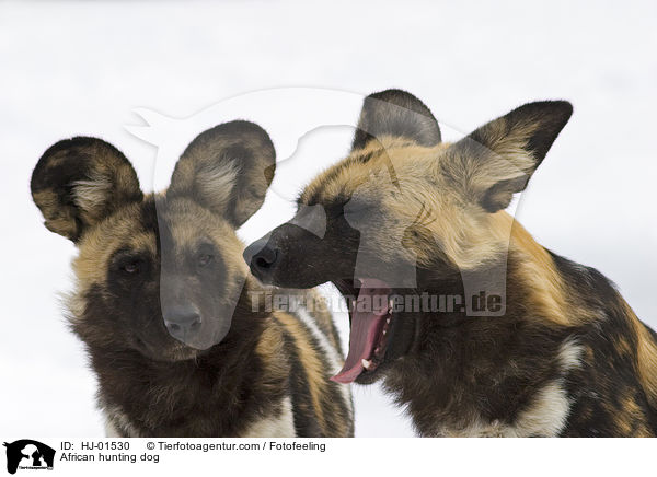 African hunting dog / HJ-01530
