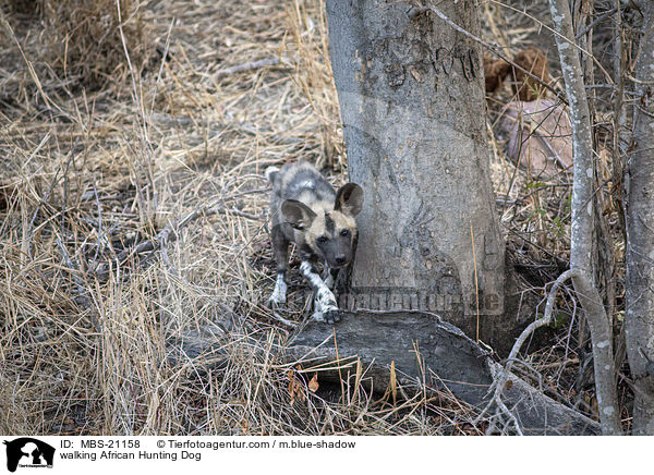 laufender Afrikanischer Wildhund / walking African Hunting Dog / MBS-21158