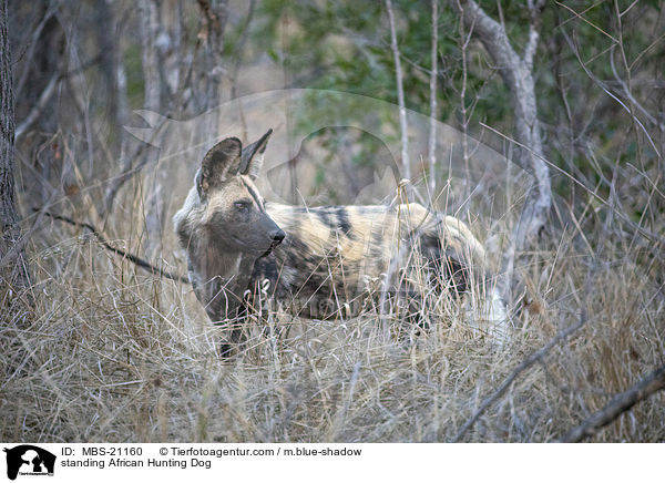 standing African Hunting Dog / MBS-21160