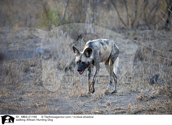 walking African Hunting Dog / MBS-21166