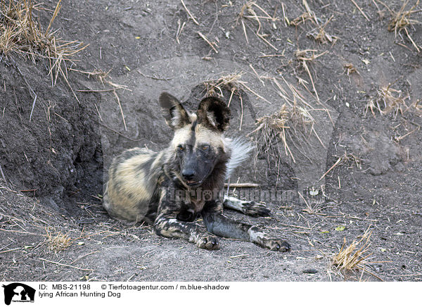 lying African Hunting Dog / MBS-21198