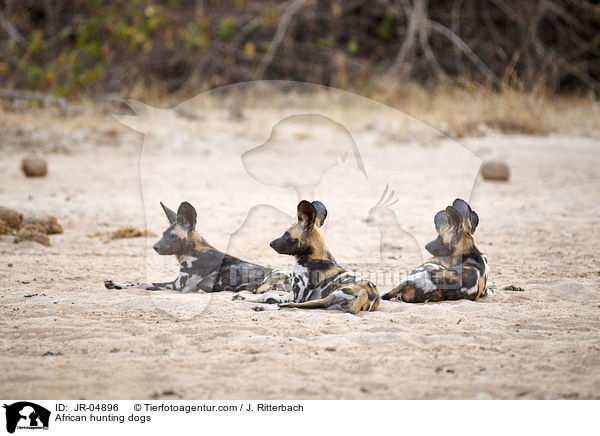 African hunting dogs / JR-04896