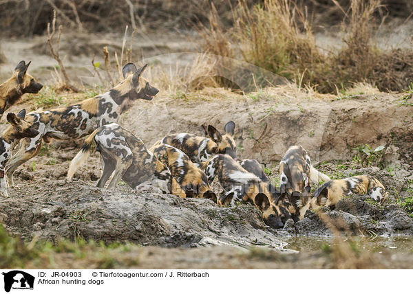 African hunting dogs / JR-04903