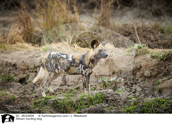 African hunting dog / JR-04906