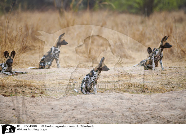 African hunting dogs / JR-04908