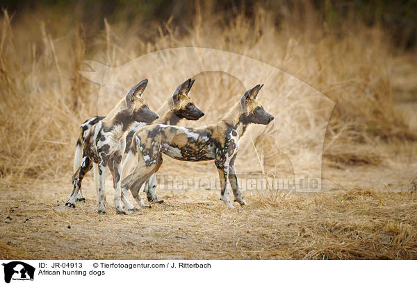 African hunting dogs / JR-04913
