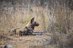 lying African Hunting Dog