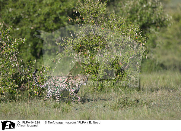 African leopard / FLPA-04229