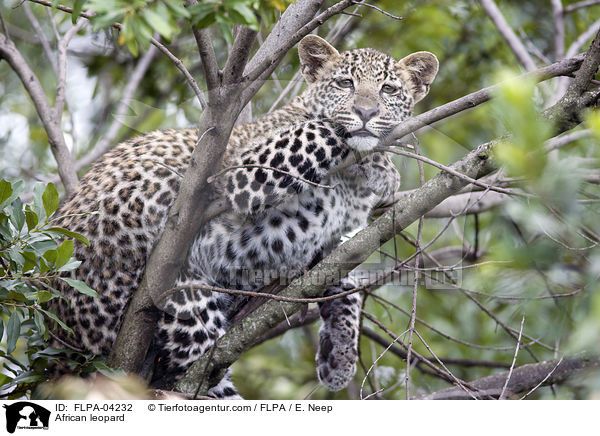 African leopard / FLPA-04232