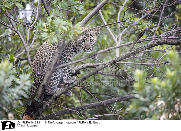 African leopard / FLPA-04233
