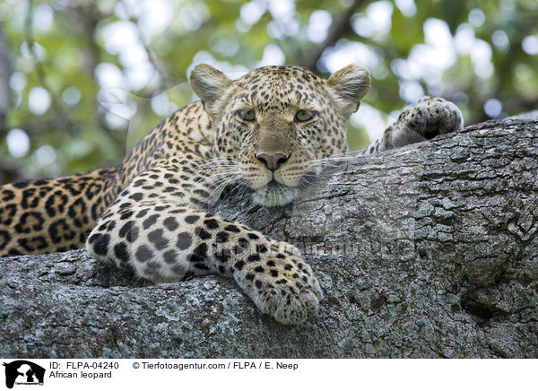 African leopard / FLPA-04240