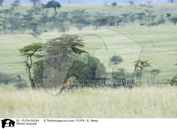 African leopard / FLPA-04244