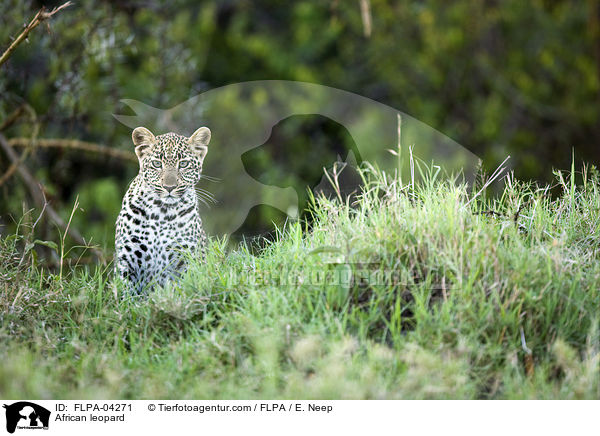 African leopard / FLPA-04271