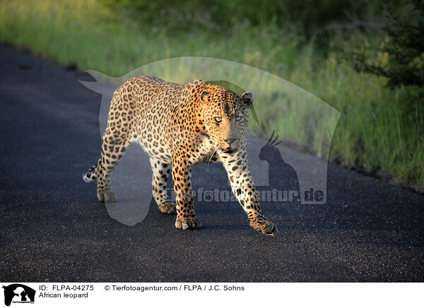 Afrikanischer Leopard / African leopard / FLPA-04275