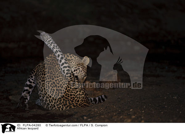 African leopard / FLPA-04280