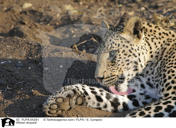 African leopard / FLPA-04281