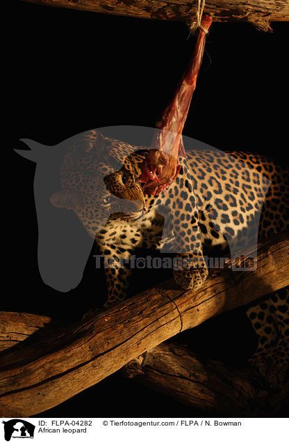 African leopard / FLPA-04282