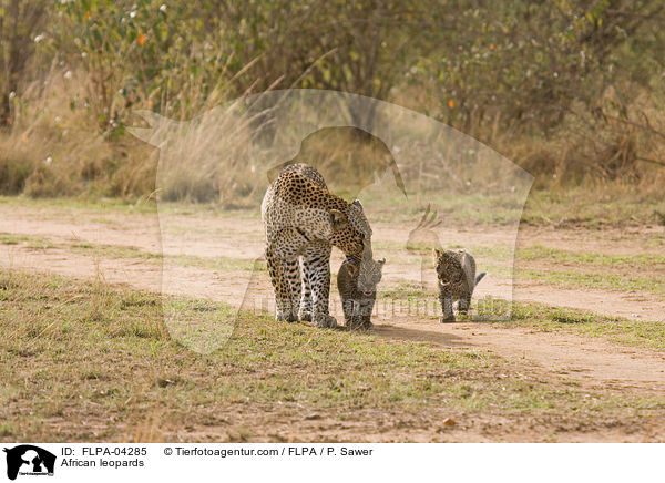 African leopards / FLPA-04285