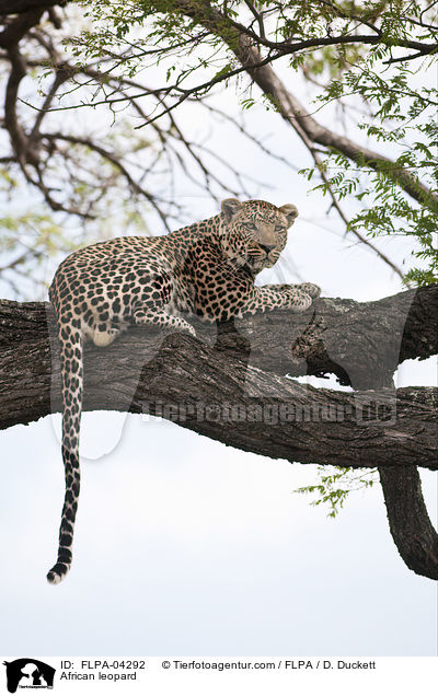 African leopard / FLPA-04292