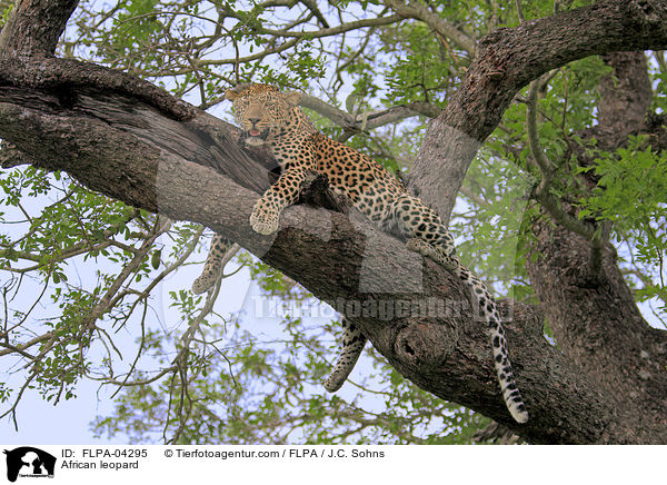 African leopard / FLPA-04295