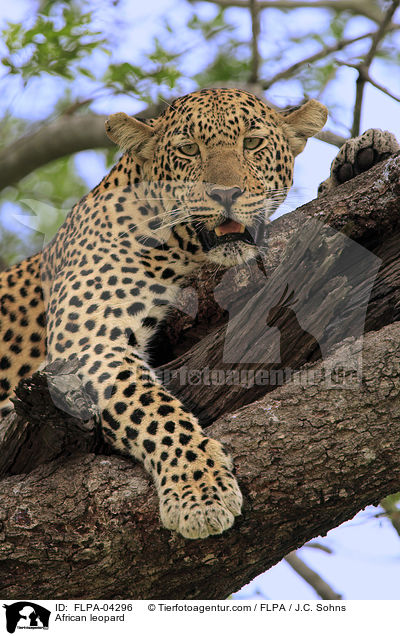 African leopard / FLPA-04296