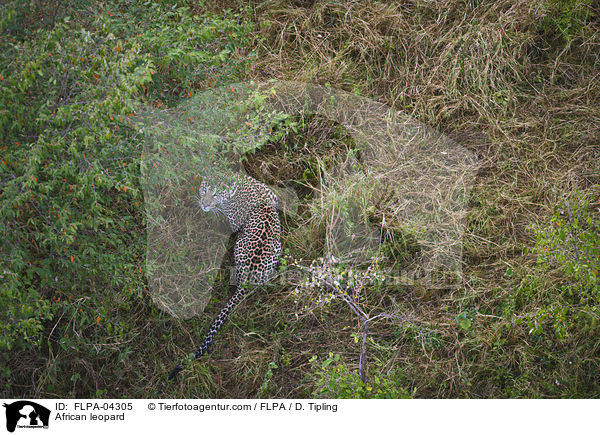 African leopard / FLPA-04305