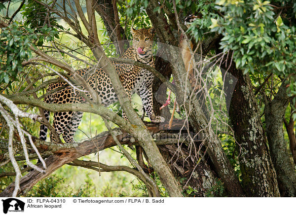 Afrikanischer Leopard / African leopard / FLPA-04310