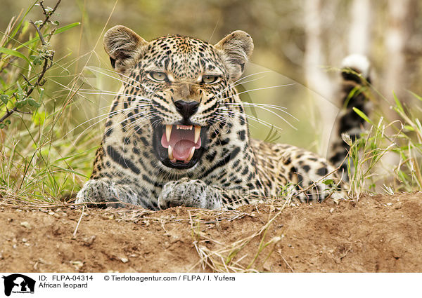 African leopard / FLPA-04314