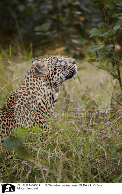 African leopard / FLPA-04317