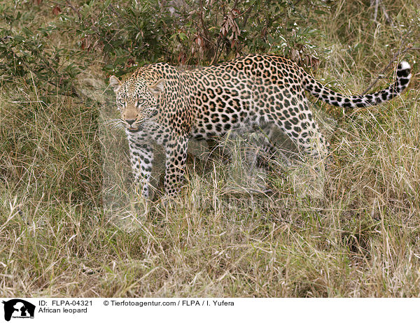 African leopard / FLPA-04321