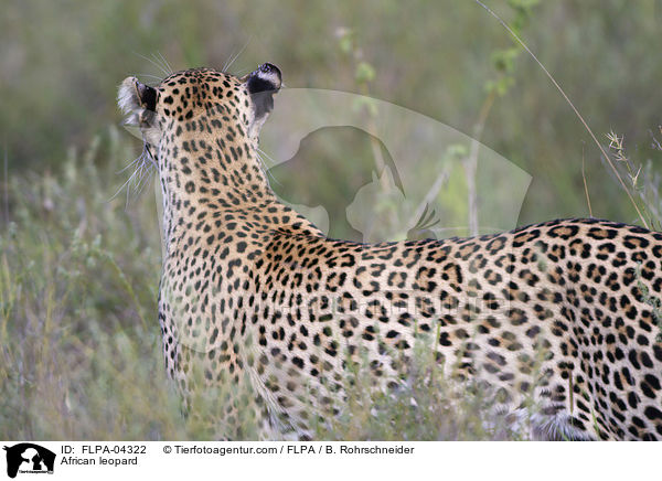 African leopard / FLPA-04322