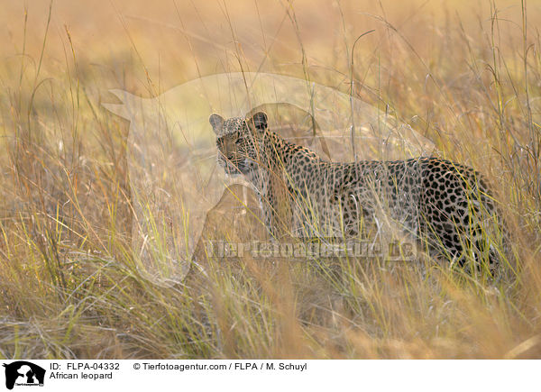 African leopard / FLPA-04332