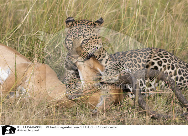 African leopard / FLPA-04338