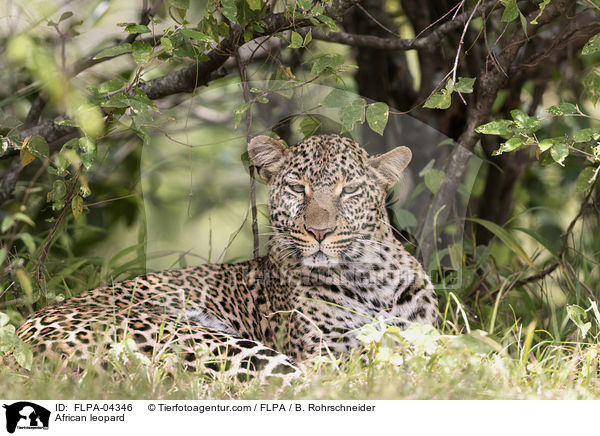 African leopard / FLPA-04346